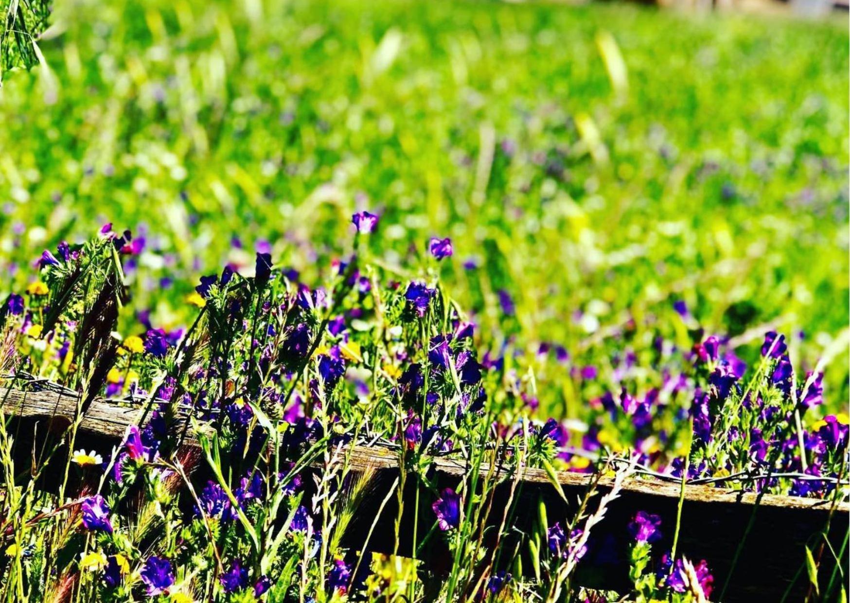 Agriturismo Sa Mandra Casa Minnina Exteriér fotografie